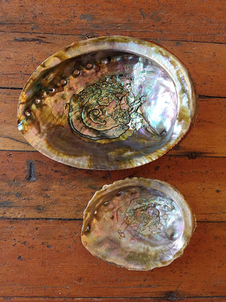 Abalone Shell